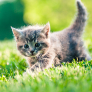 Kitten im Gras
