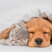 Welpe und Kitten schlafen